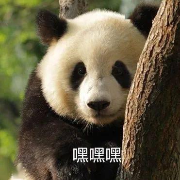 大熊猫爆料奶茶视频下载,揭秘网红奶茶制作过程 第1张 大熊猫爆料奶茶视频下载,揭秘网红奶茶制作过程 第1张