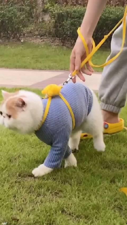 加菲最新爆料视频播放,娱乐圈幕后真相大曝光！  第2张